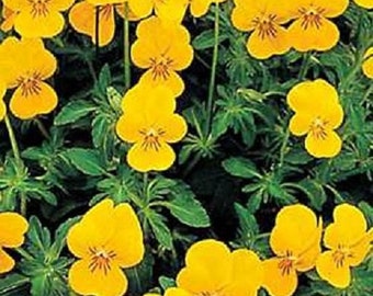 Perfection Yellow Viola Flower Seeds / Vivace / 75+