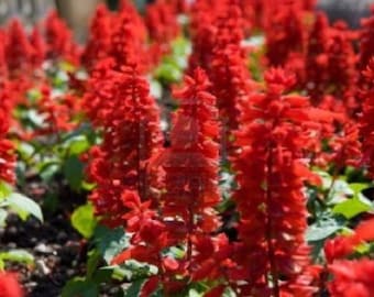 Scarlet Red Sage Salvia Flower Seeds / Perennial  100+