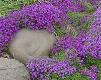 Aubrieta Rock Cress Purple Flower Seeds / Perennial 50+