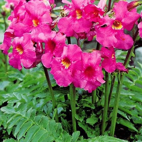 Rose Color Gloxinia Flower Seeds / Incarvillea / Perennial  25+