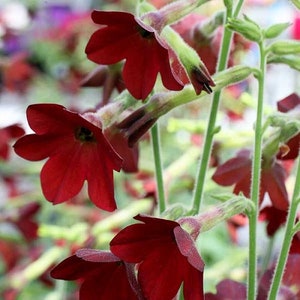 Deep Red Babybella Nicotiana Flower Seeds / Annual 40+