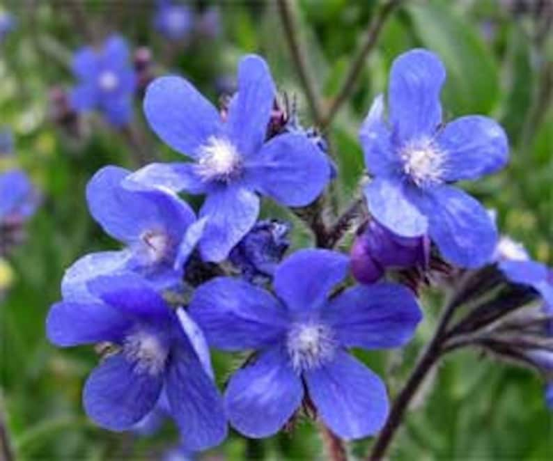 Blue Angel Anchusa Flower Seeds / Perennial 50 image 1