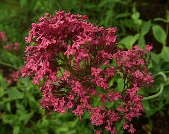 Red Jupiter's Beard Flower Seeds / Centranthus / Perennial 40+