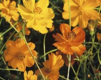 Gold Sulphureus Cosmos Flower Seeds / Annual / 50+