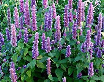 Lilas Heather Queen Agastache Flower Seeds / Vivace 50+