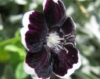 Penny Black Nemophila Flower Seeds / Annual  50+