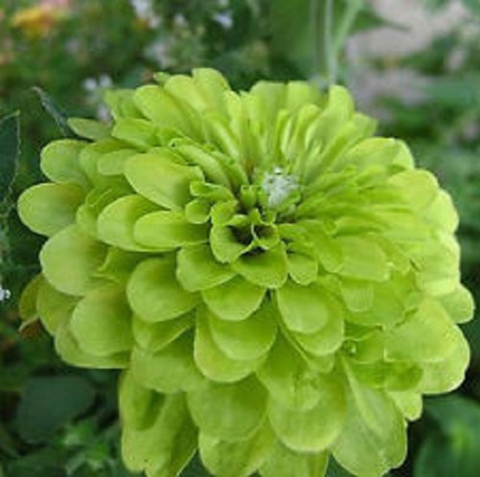 Zinnia Lime Green Envy Flower Seeds / Annual 50 Etsy