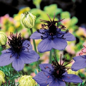 Nigella Midnight Blue Flower Seeds / Papillosa / Annual 100+
