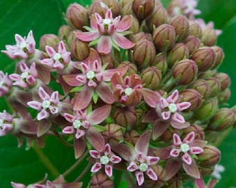 Pink Asclepias Milkweed Flower Seeds / Asclepias / Perennial  30+