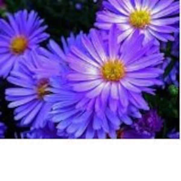 Aster Rudolph Goethe  Flower Seeds / Perennial 50+