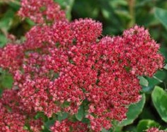 Cherry Red Summer Glory Sedum  Flower Seeds / Perennial   100+