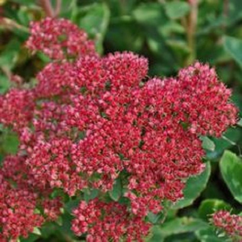 Cherry Red Summer Glory Sedum Flower Seeds / Perennial 100 image 1