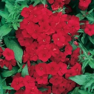 Crimson Beauty Phlox Flower Seeds / Drummondii Nana / Annual  30+