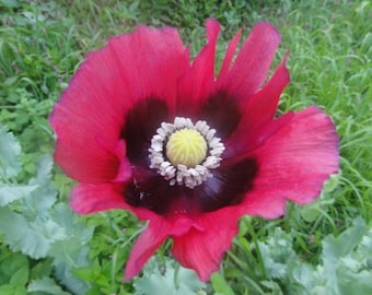 Pepperbox Poppy Flower Seeds / Papaver / Annual  50+