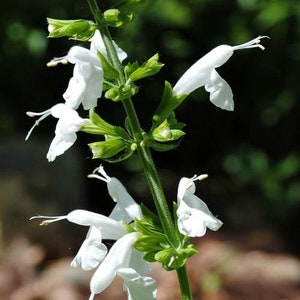 Hummingbird Snow White Salvia Flower Seeds / Nymph / Perennial  40+