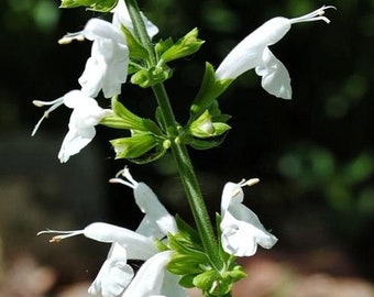 Hummingbird Snow White Salvia Flower Seeds / Nymph / Perennial  40+