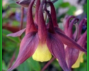 Semillas de flores de Aquilegia Oriental / Oxysepala / Perenne 50+