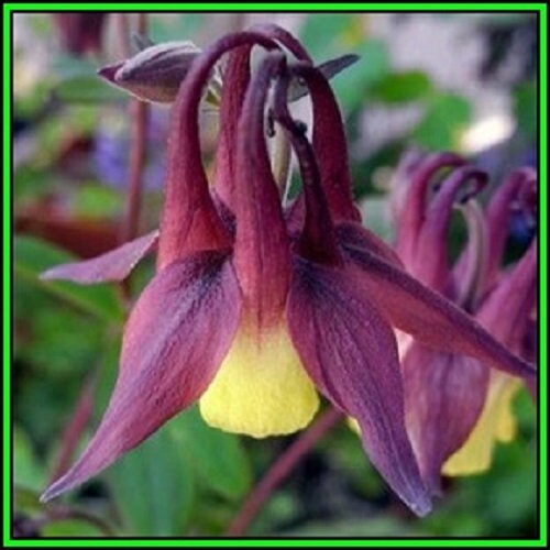 Oriental Aquilegia Flower Seeds / Oxysepala / Perennial  50+