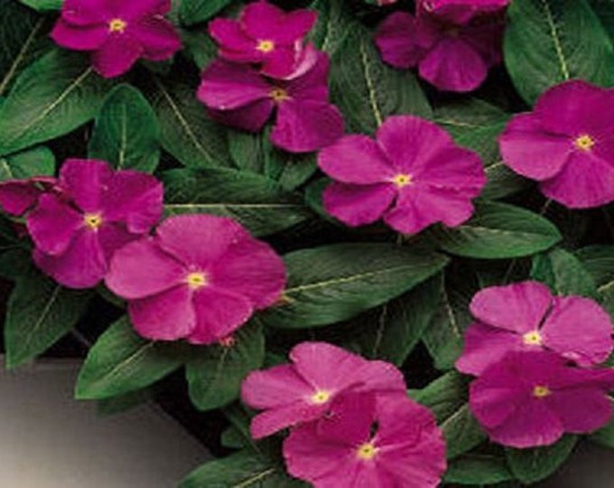 Periwinkle Turban Shell Raspberry Vinca Raspberry Periwinkle Flower Seeds / Annual 40+ - Etsy