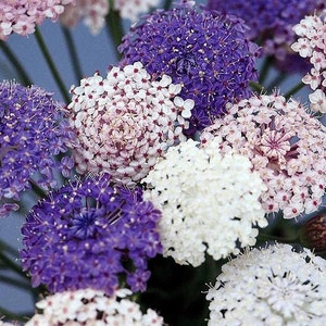 Lacy Mix Didiscus Caeruleus Flower Seeds / Annual 50+