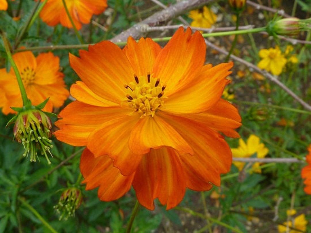 Orange Sulphureus Cosmos Flower Seeds / Annuel / 35 - Etsy France