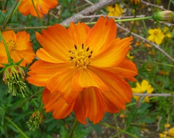 Orange Sulphureus Cosmos Flower Seeds / Annuel / 35+