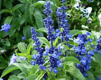 Salvia Farinacea Strata Blue Sage Flower Seeds / Perennial   50+