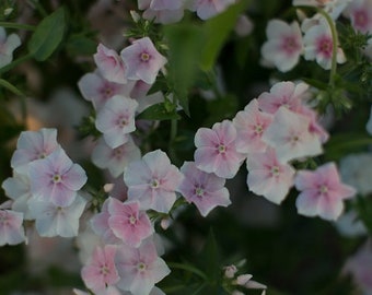 Blushing Bride Phlox Flower Seeds / Annual 50+
