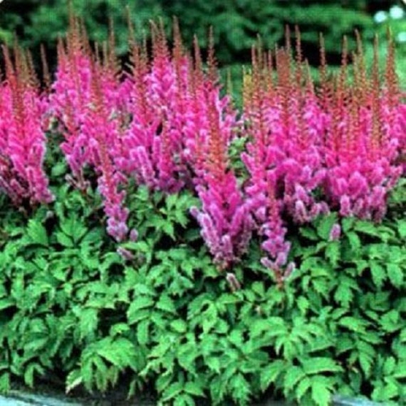 PUMILA ROSEY LILAC ASTILBE GROUND COVER SHADE PERENNIAL FLOWER SEEDS 50 