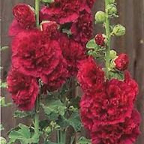 Maroon Double Hollyhock  Flower Seeds / Alcea / Perennial  30+