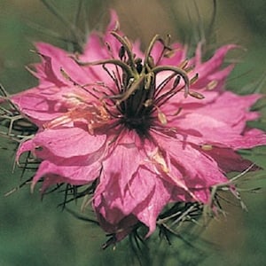 Nigella Persian Mulberry Rose Flower Seeds/Love In A Mist / Annual 100+