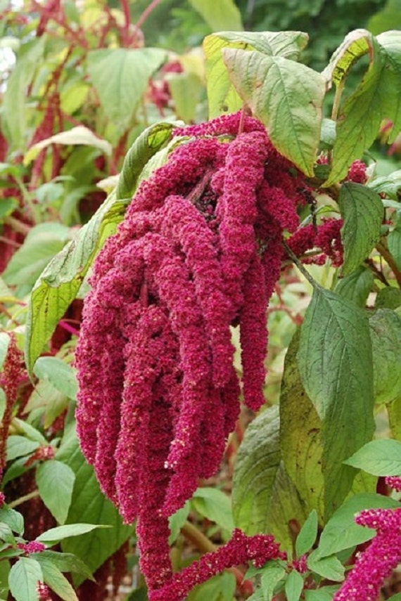 Magenta Amaranthus Flower Seeds Caudatus Dreadlocks Etsy Singapore Magenta Amaranthus Flower Seeds Caudatus Dreadlocks Etsy Singapore