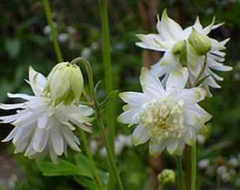 Aquilegia Lime Sorbet Flower Seeds / Columbine / Perennial   40+