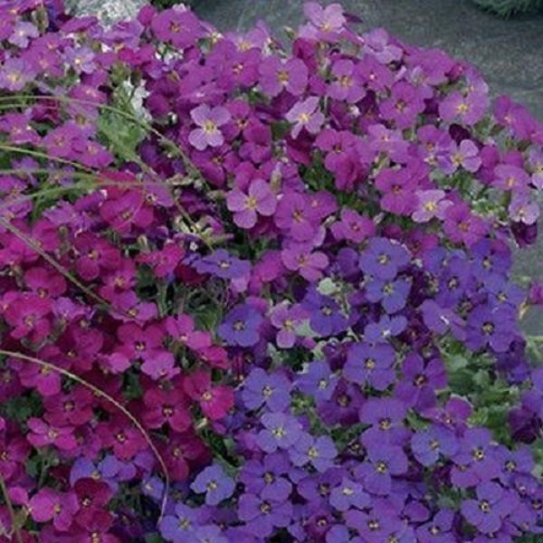 Aubrieta Rock Cress Mix Flower Seeds / Perennial   50+