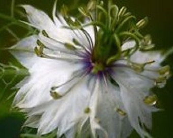 Nigella White Love In A Mist Flower Seeds / Miss Jekyll / Annuel 100+