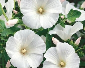 Rose Mallow Lavatera Trimestris White Flower Seeds / Annual   40+