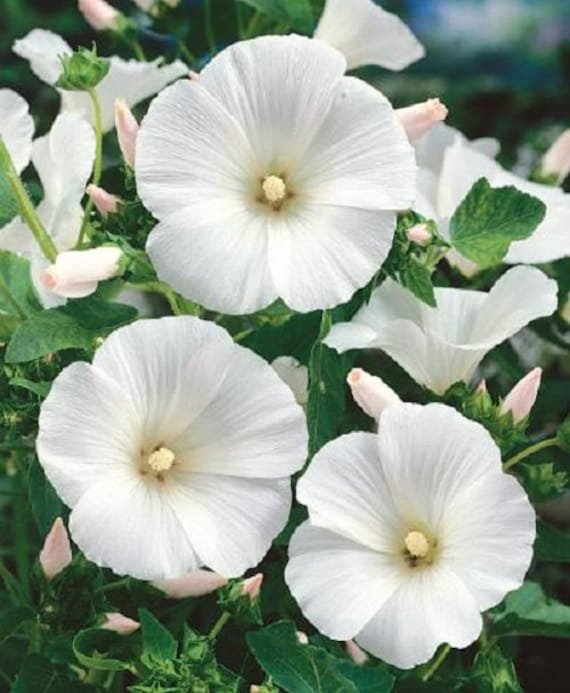 Rose Mauve Lavatera Trimestris Graines de fleurs blanches / - Etsy Canada