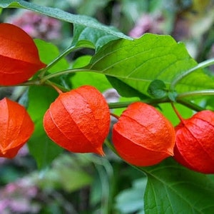 Chinese Lantern Flower Seeds / Physalis Alkekengi / Perennial 50+