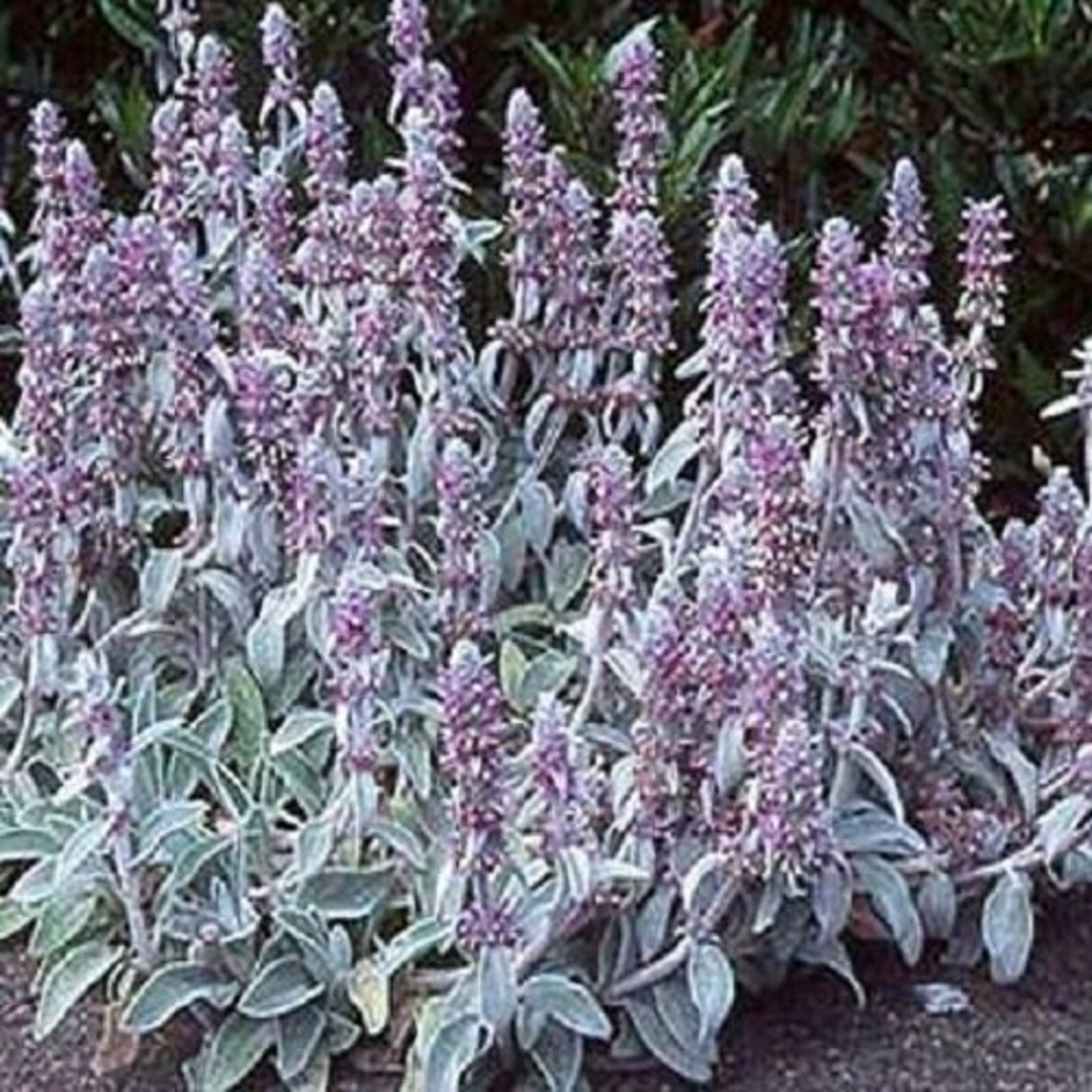 Lamb's Ear Flower Seeds/ Stachys Byzantina / Perennial 50 Etsy