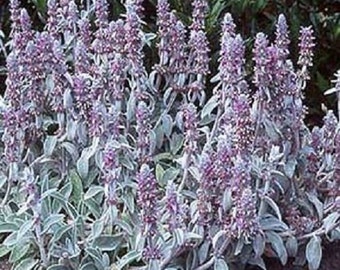 Lamb's Ear Flower Seeds/ Stachys Byzantina / Perennial  50+