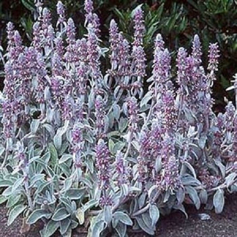 Lamb's Ear Flower Seeds/ Stachys Byzantina / Perennial 50 image 1