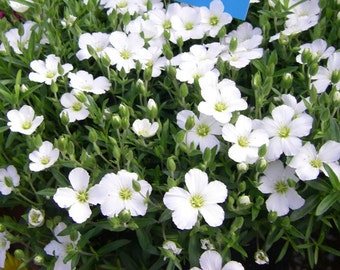 Pure White Avalanche Arenaria Flower Seeds / Montana / Perennial  40+