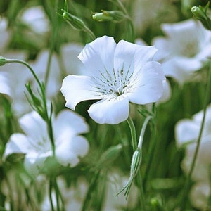 Bianca White Agrostemma Flower Seeds / Self-Seeding Annual 50+