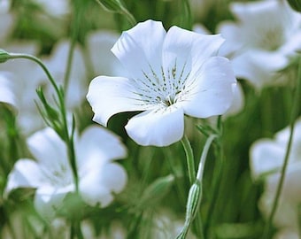 Bianca White Agrostemma Flower Seeds / Self-Seeding Annual 50+