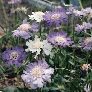 Issac House Pincushion Mix Flower Seeds / Scabiosa / Perennial   30+