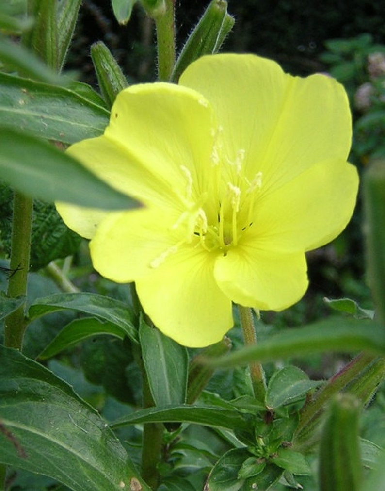 Pale Yellow Evening Primrose Flower Seeds / Dwarf