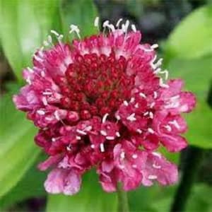 Ritz Rose Pincushion Flower Seeds / Scabiosa /  Perennial  25+