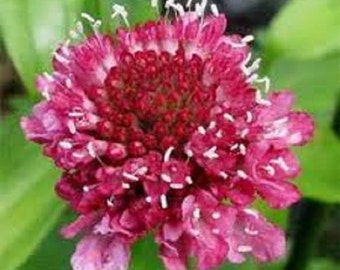 Ritz Rose Pincushion Flower Seeds / Scabiosa /  Perennial  25+