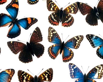 20 x 3D Butterfly Wall Decor: Blue And Brown Butterflies, Scrapbooking Embellishments, Ethical Taxidermy, Shadow Box Butterfly Art