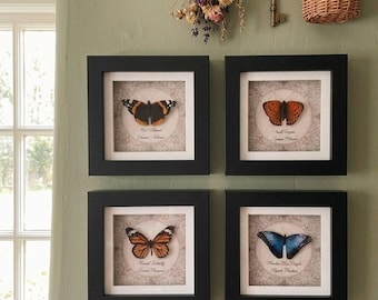 Realistic Faux Butterfly Specimen, Ethical Taxidermy in Frame - Red Admiral, Blue Morpho, Monarch, Small Copper | Entomology Art Wall Decor